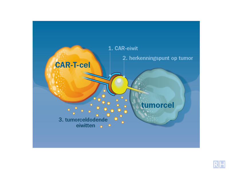 infographic T-cel Hematon 